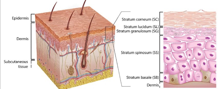 Acetyl Hexapeptide 49 mechanism